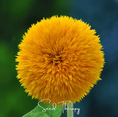 Giant Sungold Sunflower 25 Seeds