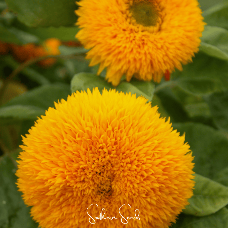 Load image into Gallery viewer, Giant Sungold Sunflower – 25 Seeds
