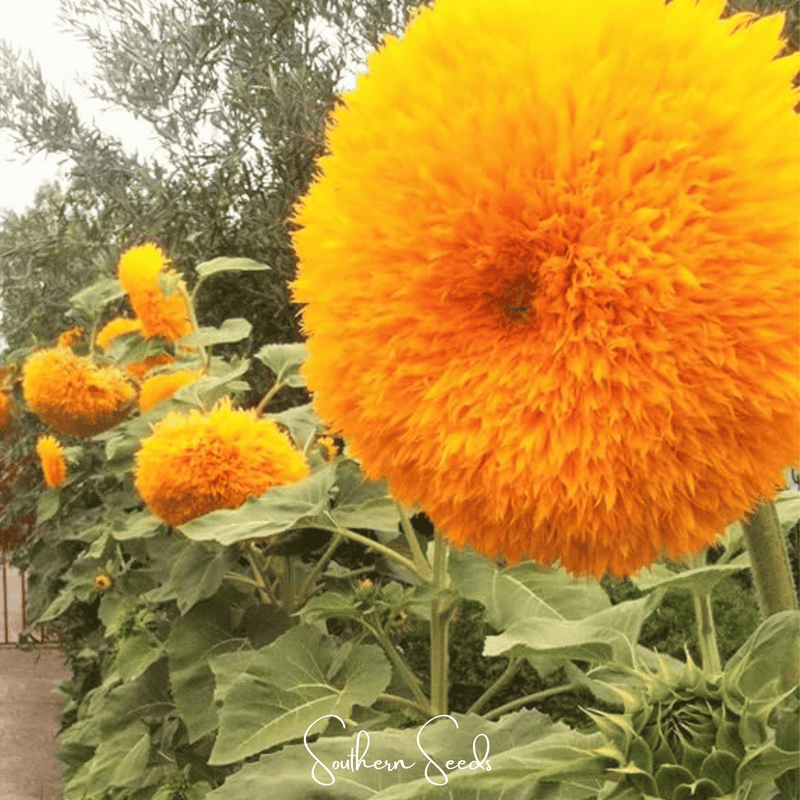 Load image into Gallery viewer, Giant Sungold Sunflower – 25 Seeds
