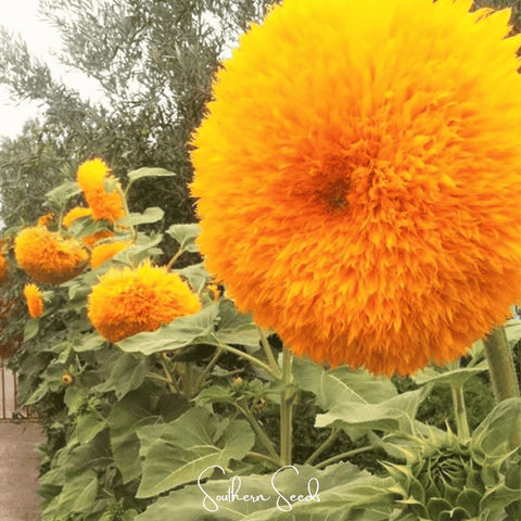 Giant Sungold Sunflower – 25 Seeds, additional product view 2