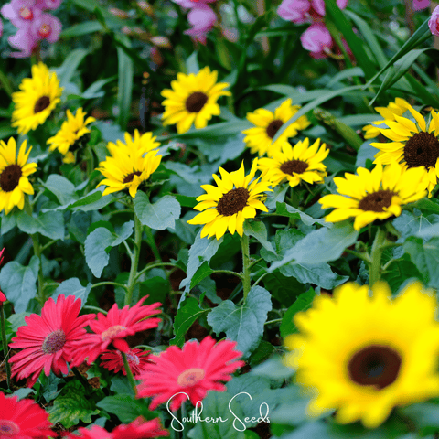 Incredible Dwarf Sunflower 20 Seeds