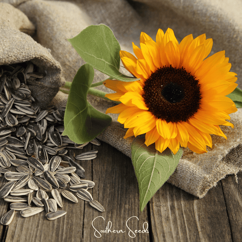 Incredible Dwarf Sunflower – 20 Seeds, additional product view 2