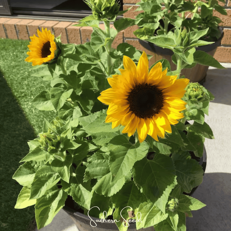Load image into Gallery viewer, Incredible Dwarf Sunflower – 20 Seeds
