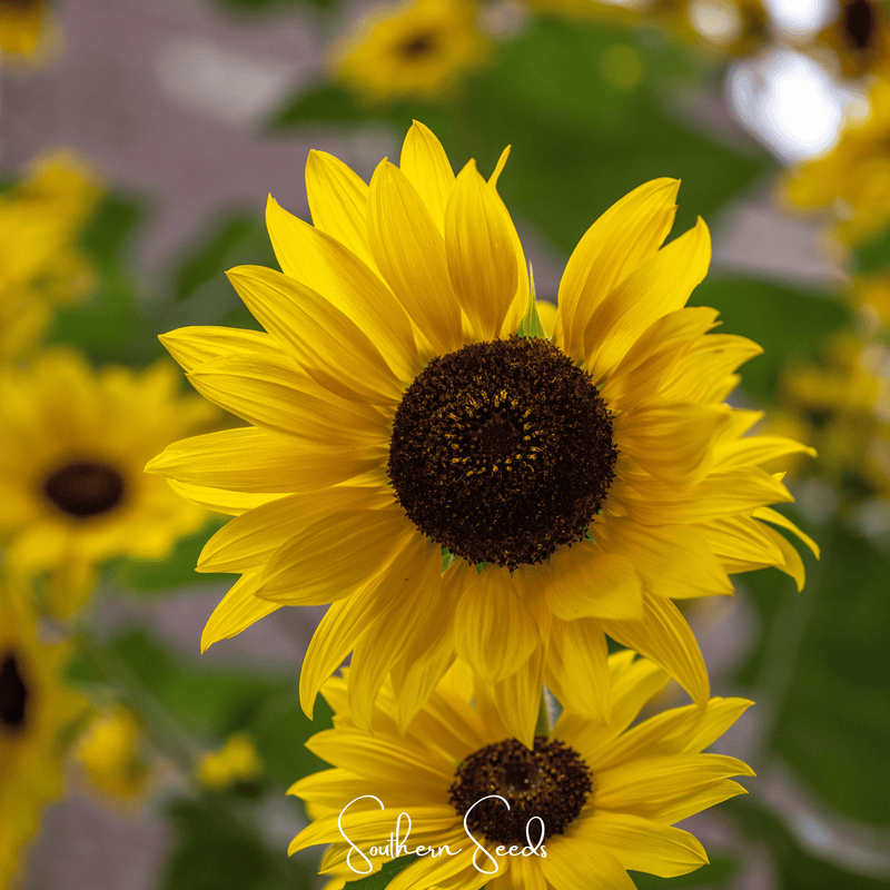 Load image into Gallery viewer, Incredible Dwarf Sunflower – 20 Seeds
