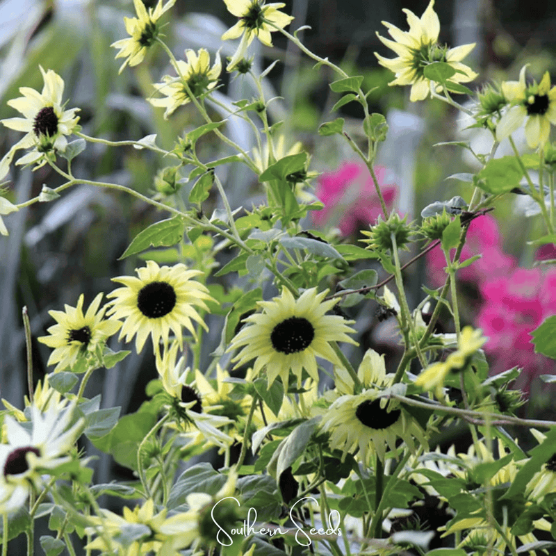 Load image into Gallery viewer, Italian White Sunflower – 25 Seeds
