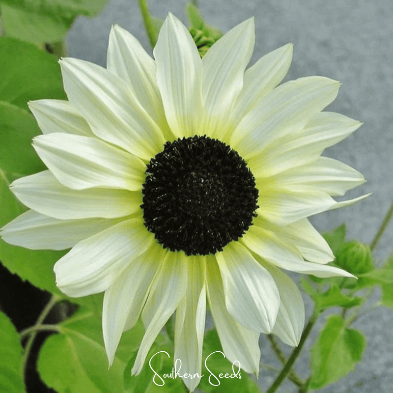 Load image into Gallery viewer, Italian White Sunflower – 25 Seeds
