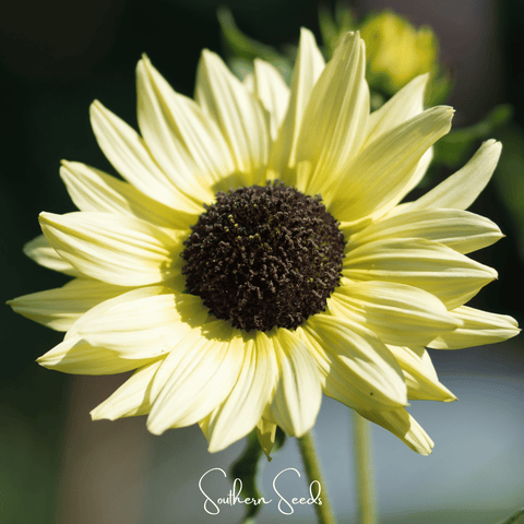 Italian White Sunflower – 25 Seeds, additional product view 2