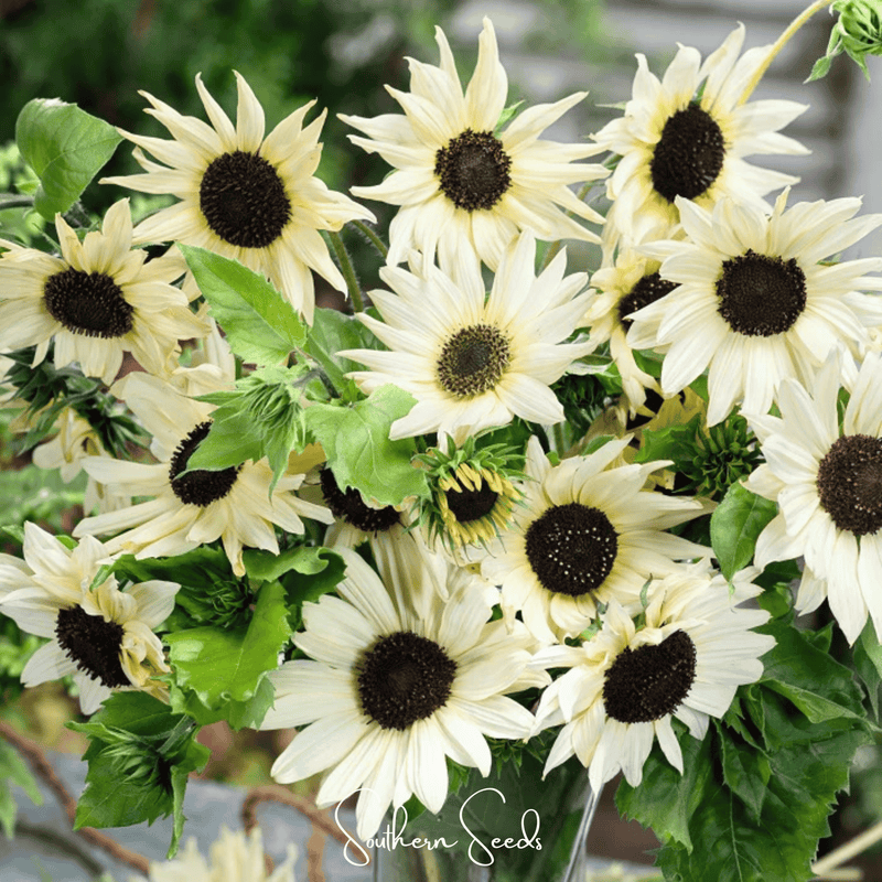 Load image into Gallery viewer, Italian White Sunflower – 25 Seeds
