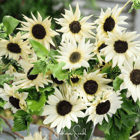 Italian White Sunflower 25 Seeds