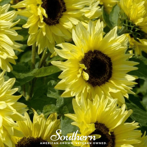 Lemon Queen Sunflower – 25 Seeds, additional product view 2