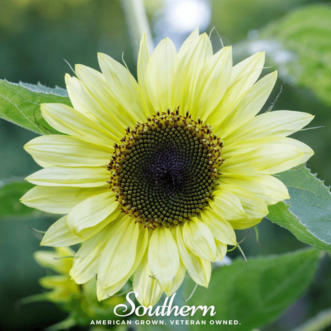 Lemon Queen Sunflower 25 Seeds