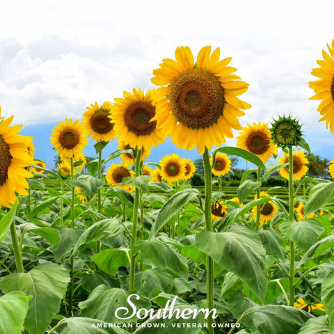 Mammoth Grey Stripe Sunflower 25 Seeds