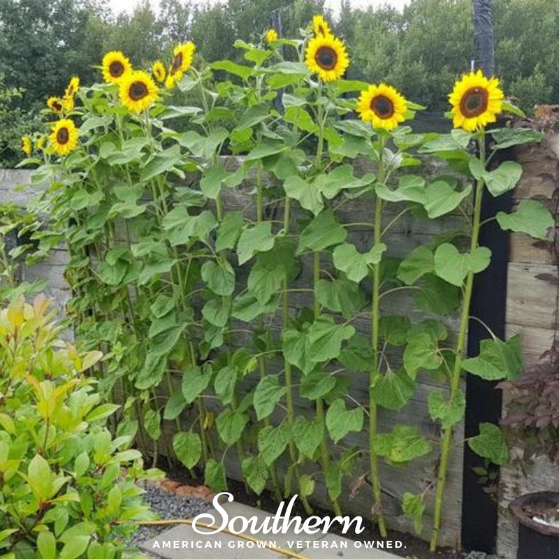 Load image into Gallery viewer, Mammoth Grey Stripe Sunflower – 25 Seeds
