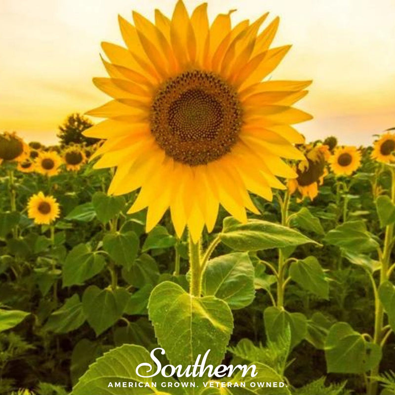 Load image into Gallery viewer, Mammoth Grey Stripe Sunflower – 25 Seeds
