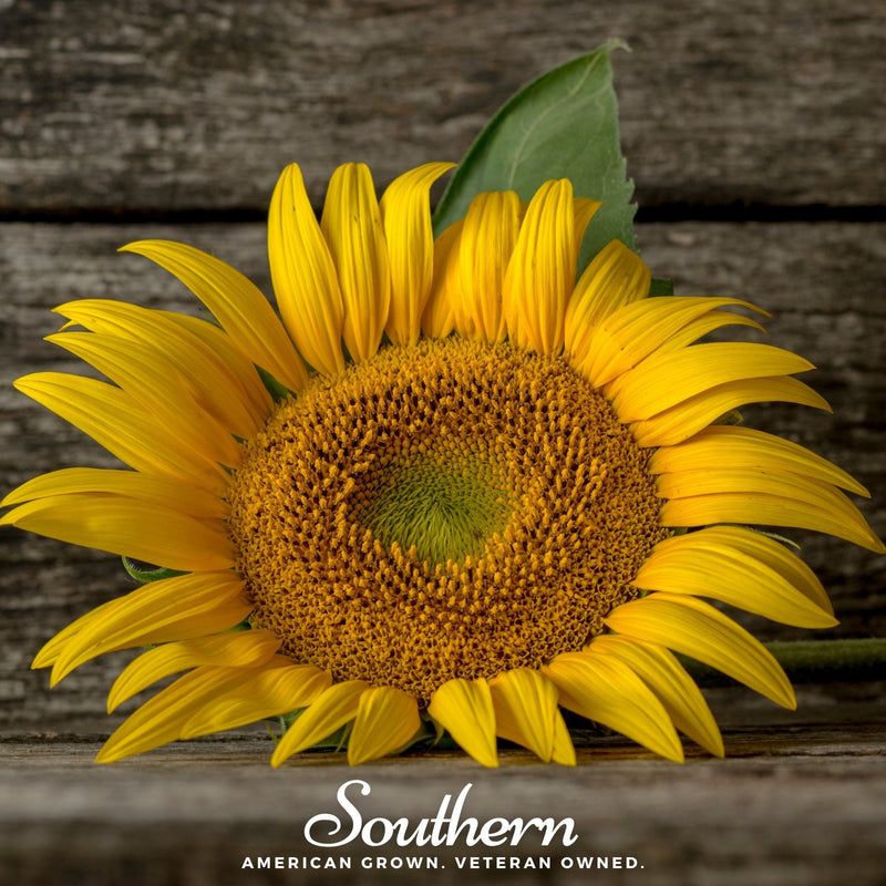 Load image into Gallery viewer, Mammoth Grey Stripe Sunflower – 25 Seeds
