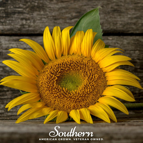 Mammoth Grey Stripe Sunflower – 25 Seeds, additional product view 2