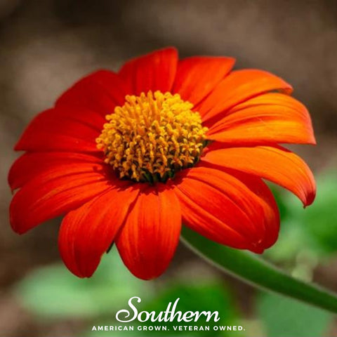 Mexican Sunflower 50 Seeds