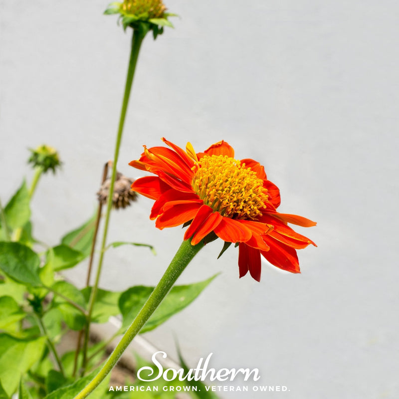 Load image into Gallery viewer, Mexican Sunflower – 50 Seeds

