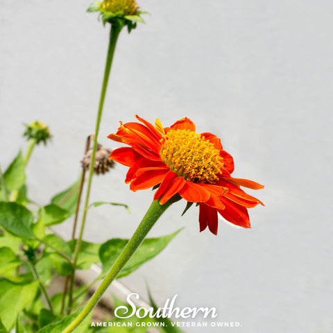 Mexican Sunflower – 50 Seeds, additional product view 2