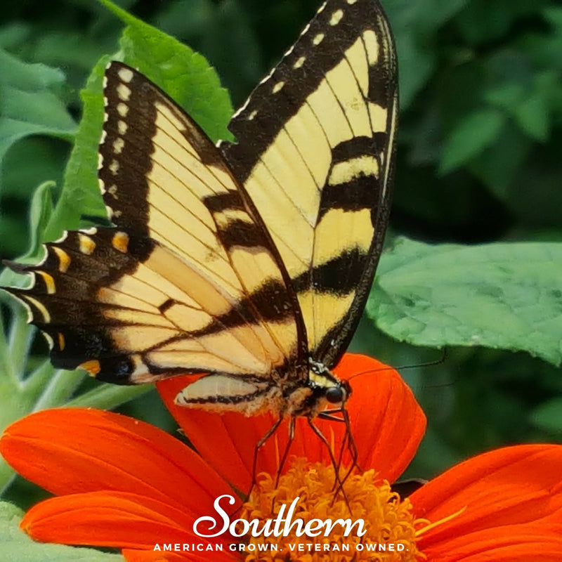 Load image into Gallery viewer, Mexican Sunflower – 50 Seeds

