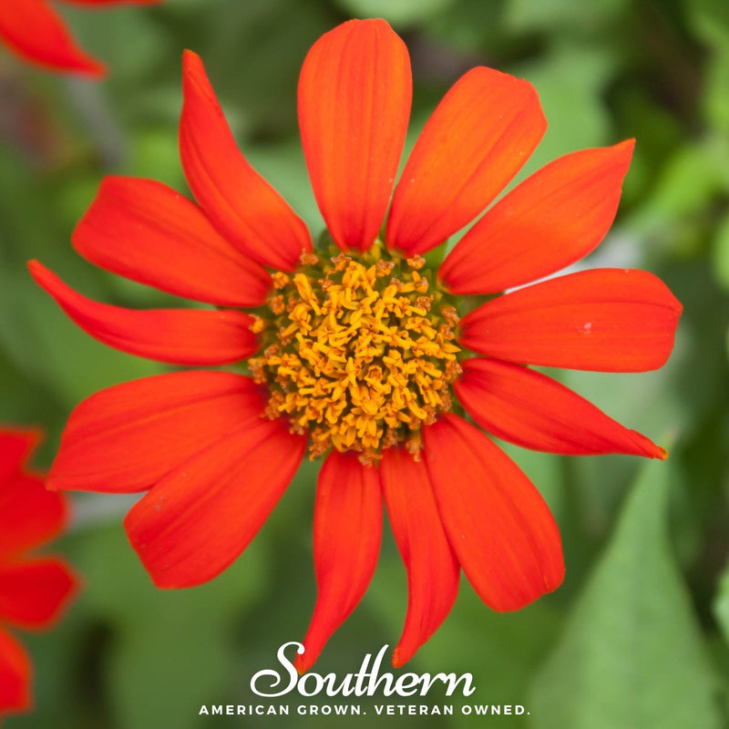 Load image into Gallery viewer, Mexican Sunflower – 50 Seeds
