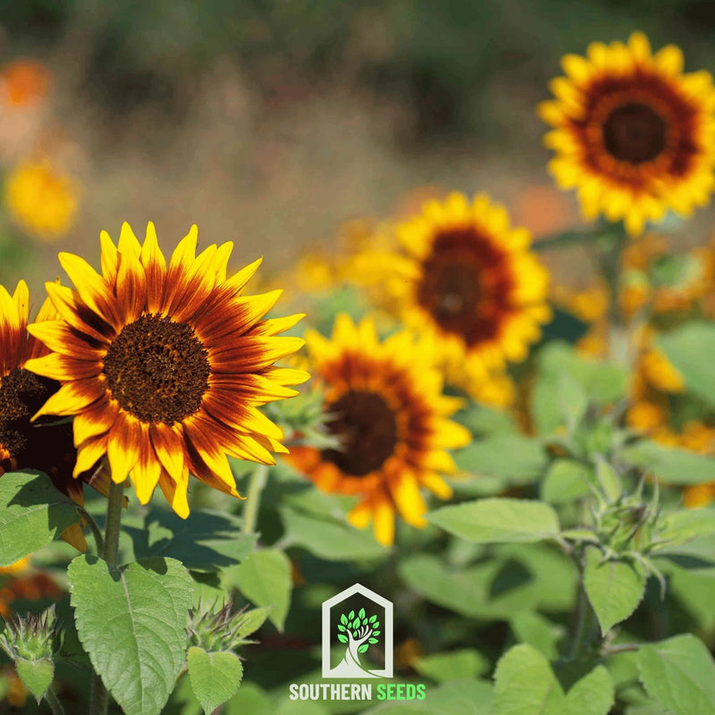 Load image into Gallery viewer, Ring of Fire Sunflower – 25 Seeds
