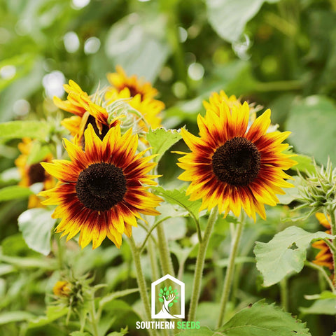 Ring of Fire Sunflower – 25 Seeds, additional product view 2