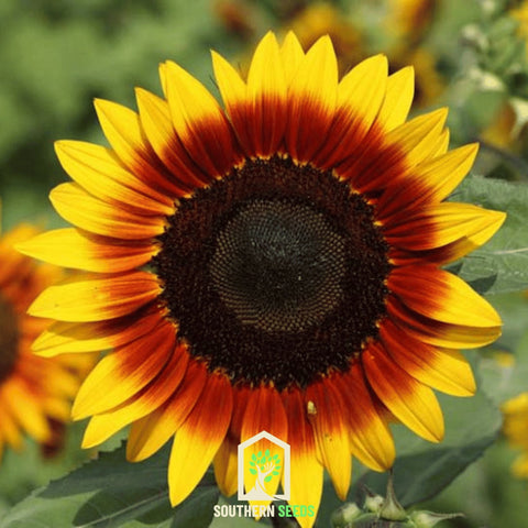 Ring of Fire Sunflower 25 Seeds