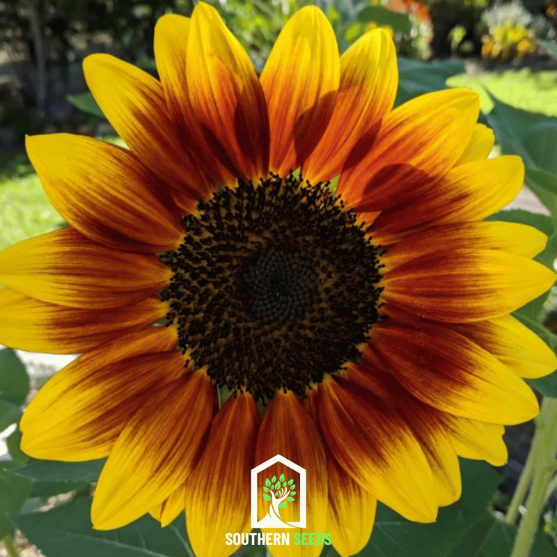 Load image into Gallery viewer, Ring of Fire Sunflower – 25 Seeds
