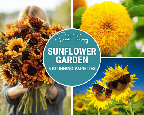 Sunflower Seed Collection 6 Varieties