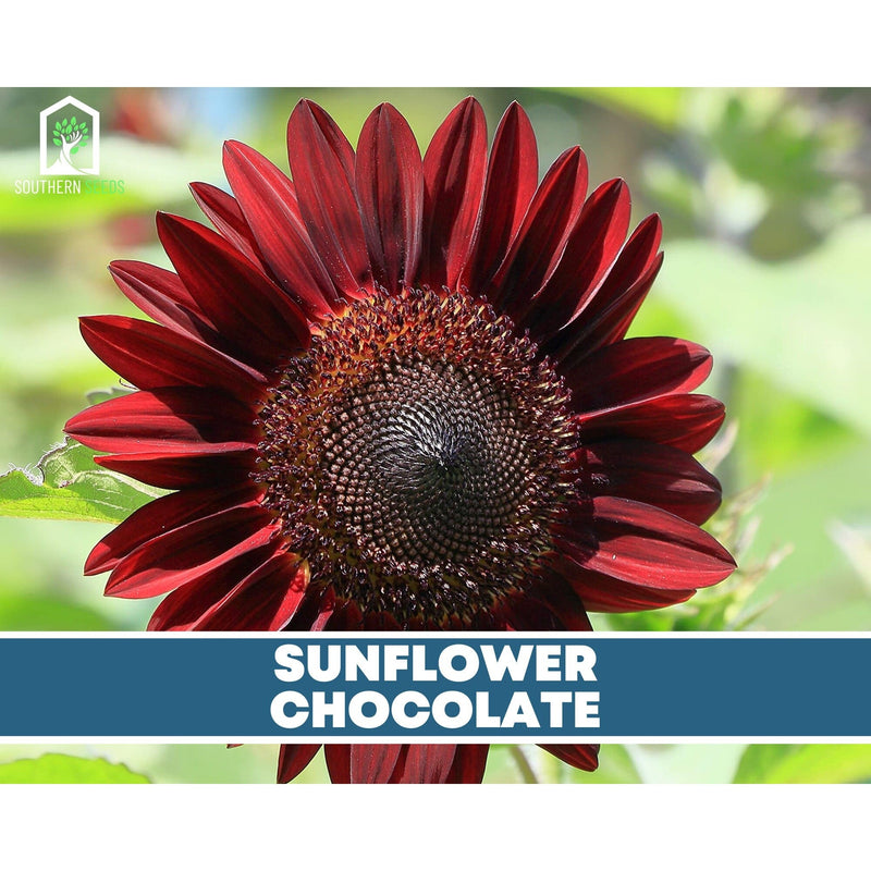 Load image into Gallery viewer, Sunflower Seed Collection – 6 Varieties
