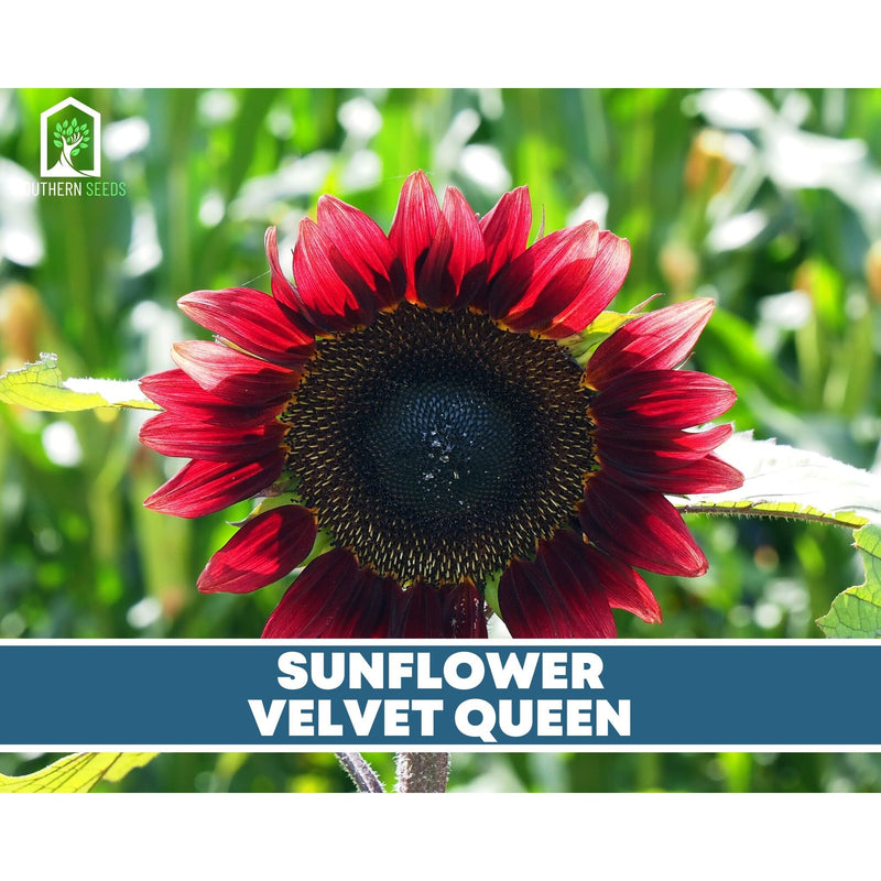 Load image into Gallery viewer, Sunflower Seed Collection – 6 Varieties
