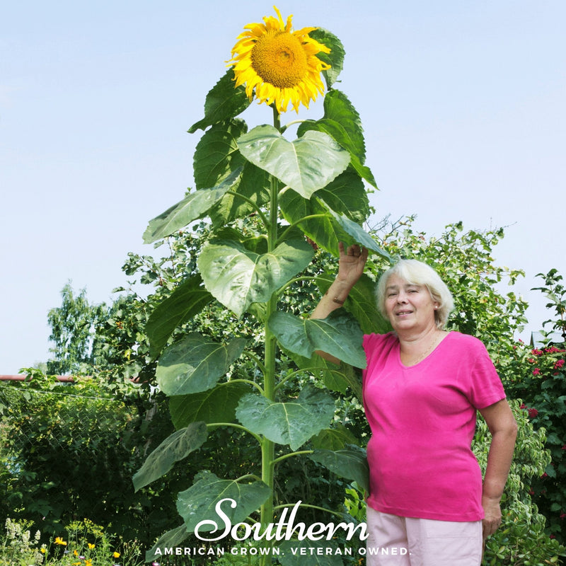 Load image into Gallery viewer, Skyscraper Sunflower – 25 Seeds
