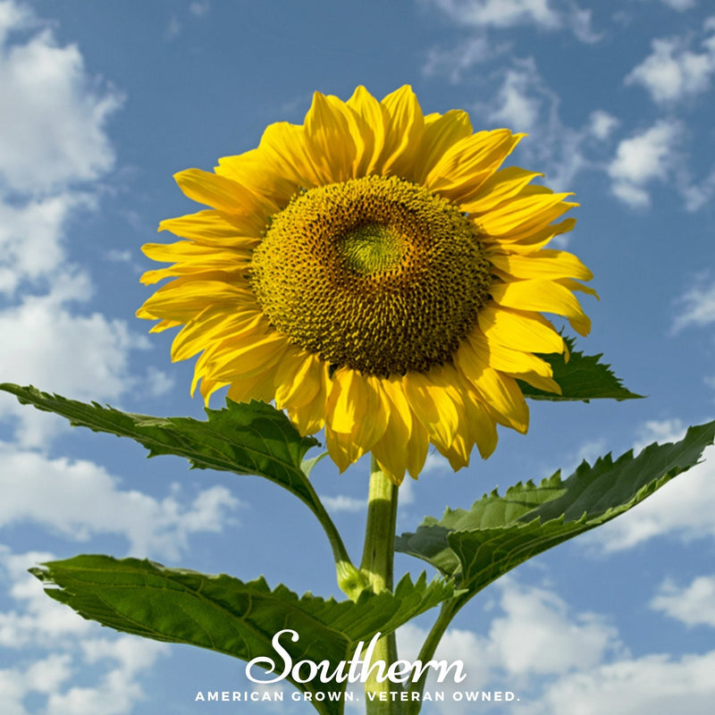 Load image into Gallery viewer, Skyscraper Sunflower – 25 Seeds

