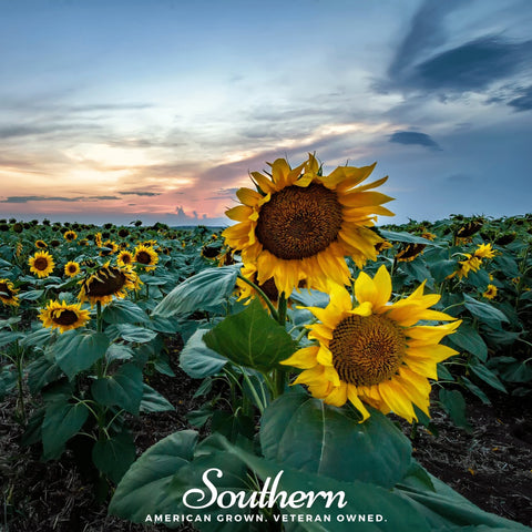 Skyscraper Sunflower 25 Seeds
