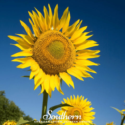 Skyscraper Sunflower – 25 Seeds, additional product view 2