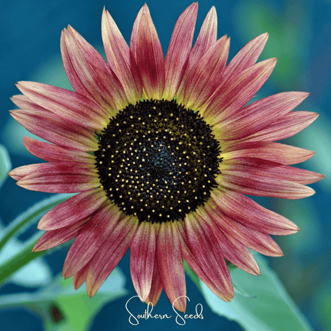 Strawberry Blonde Sunflower 25 Seeds