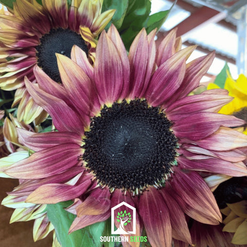Strawberry Blonde Sunflower – 25 Seeds, additional product view 2