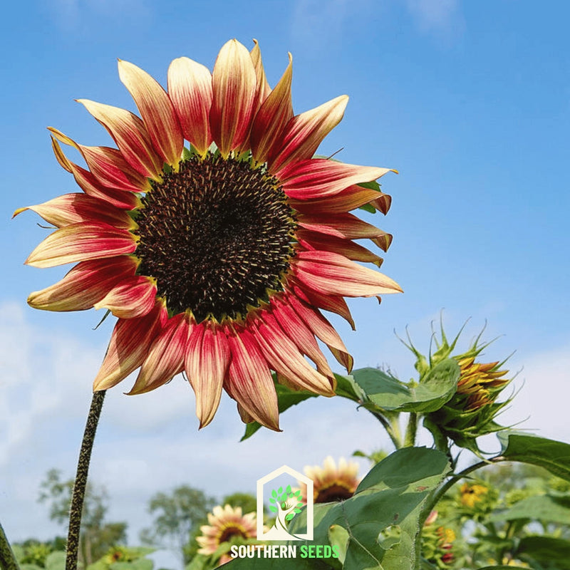 Load image into Gallery viewer, Strawberry Blonde Sunflower – 25 Seeds
