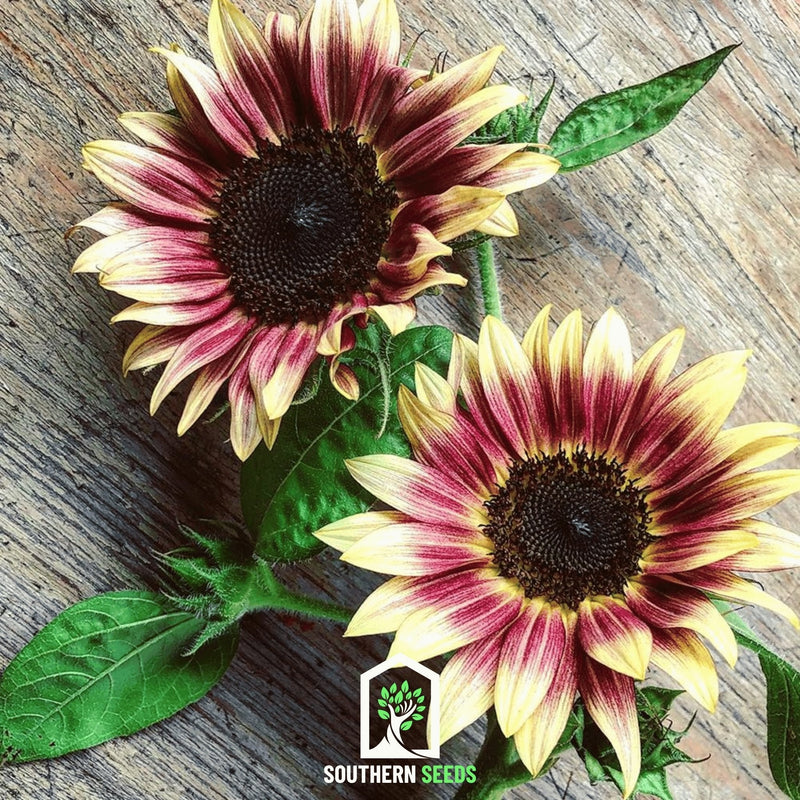 Load image into Gallery viewer, Strawberry Blonde Sunflower – 25 Seeds
