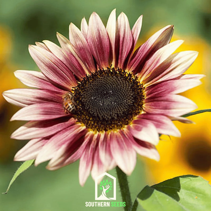 Load image into Gallery viewer, Strawberry Blonde Sunflower – 25 Seeds
