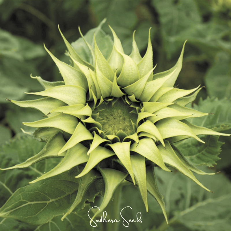Load image into Gallery viewer, SunFill Green Sunflower – 25 Seeds
