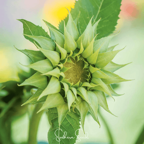 SunFill Green Sunflower 25 Seeds