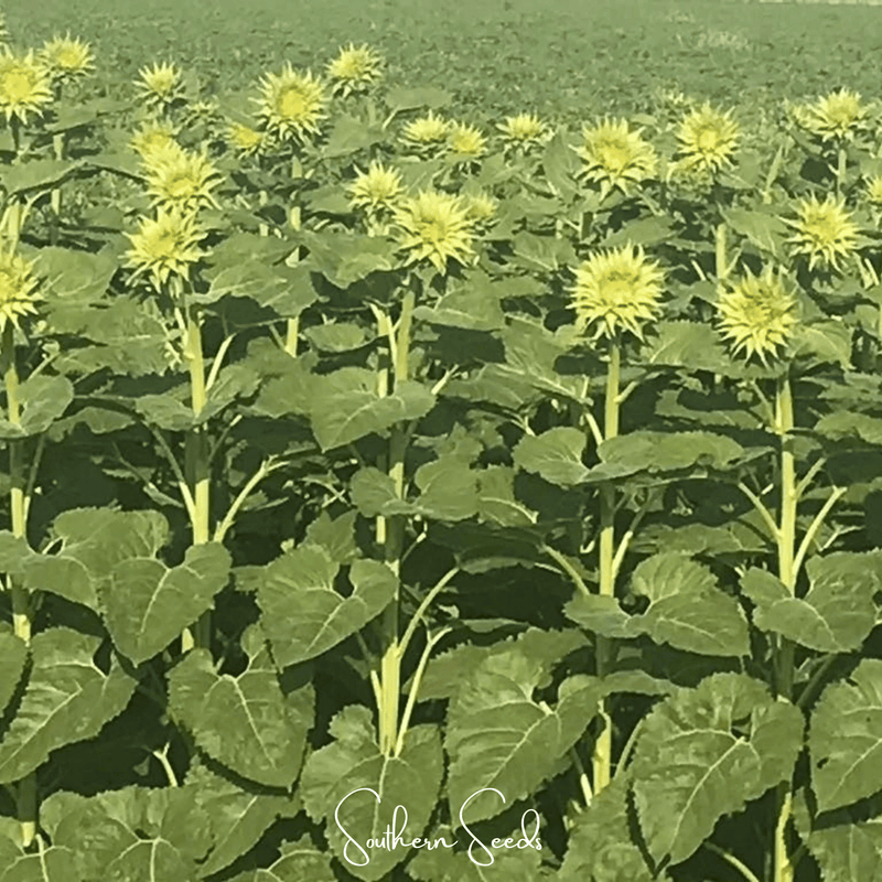 Load image into Gallery viewer, SunFill Green Sunflower – 25 Seeds
