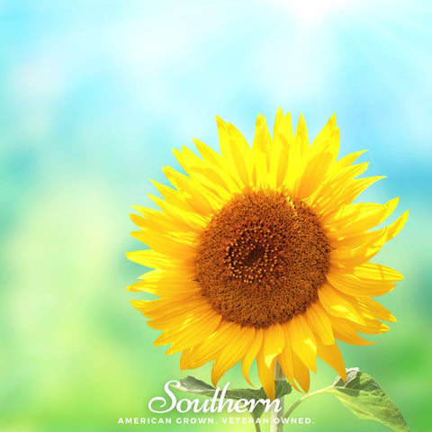 Sunspot Dwarf Sunflower 25 Seeds