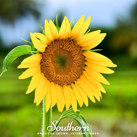 Sunspot Dwarf Sunflower – 25 Seeds, additional product view 2