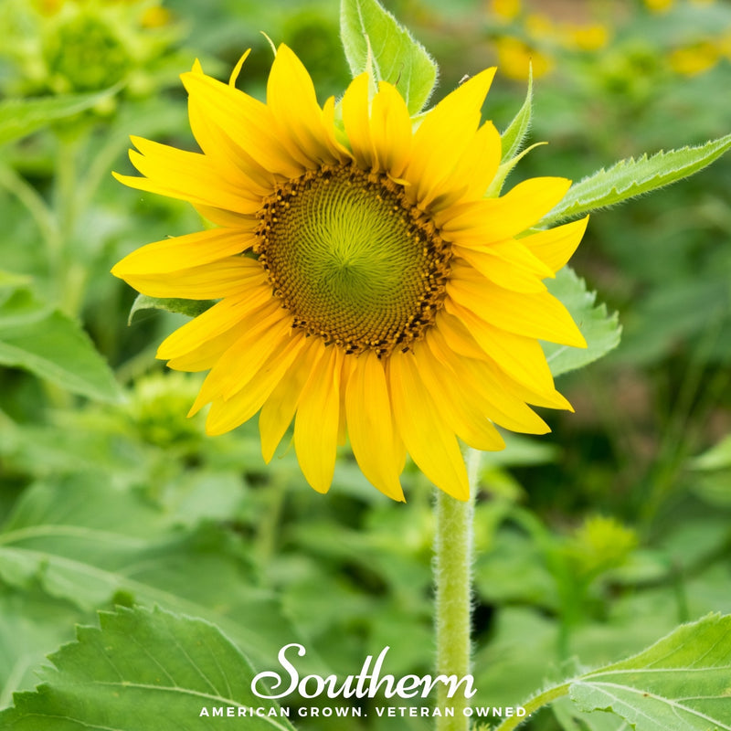 Load image into Gallery viewer, Sunspot Dwarf Sunflower – 25 Seeds
