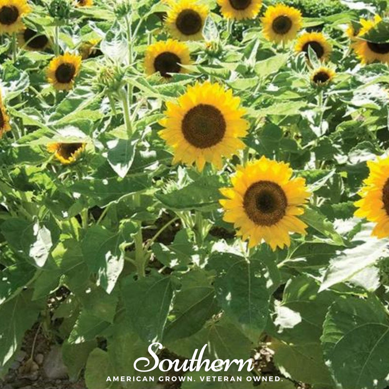 Load image into Gallery viewer, Sunspot Dwarf Sunflower – 25 Seeds
