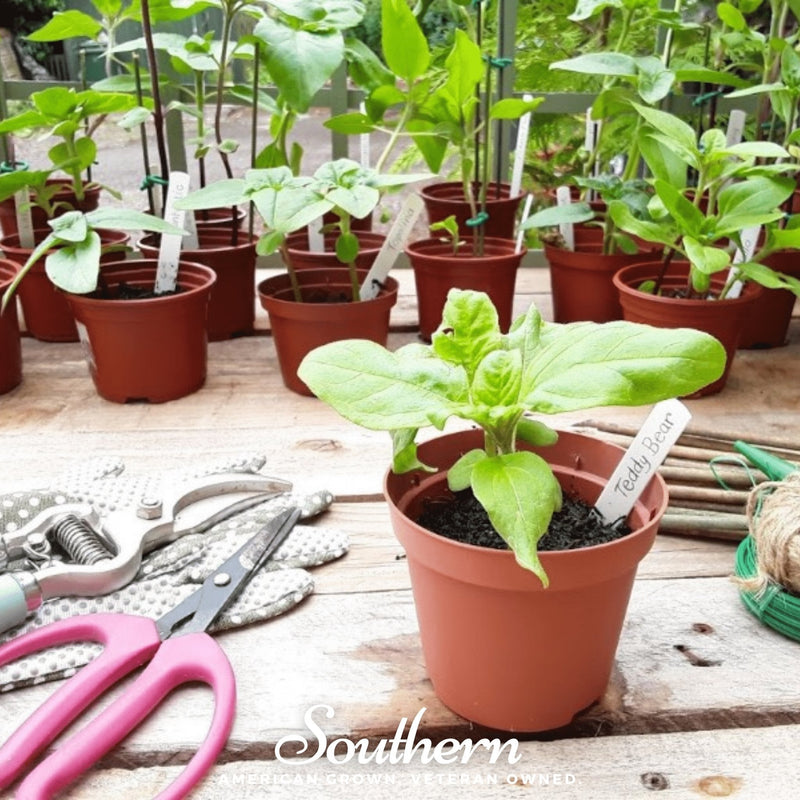 Load image into Gallery viewer, Teddy Bear Dwarf Sunflower – 25 Seeds
