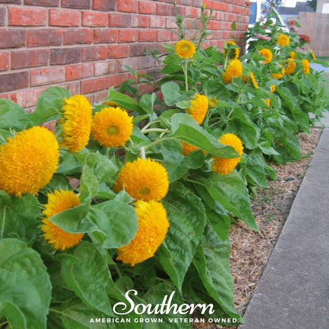 Teddy Bear Dwarf Sunflower – 25 Seeds, additional product view 2